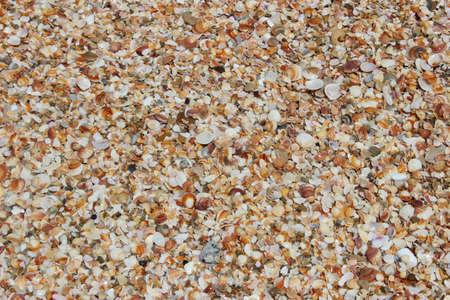 texture background of seashells on the seashore, mediterranean sea