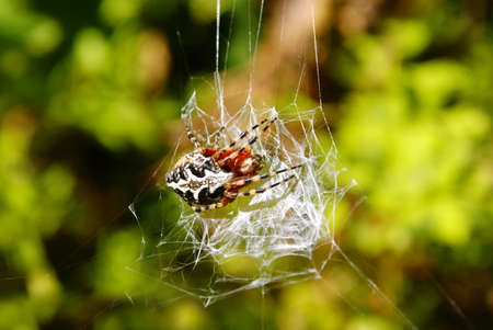 photo of a spider sitting on a webの写真素材