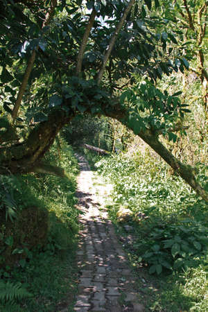 Path through Dead boxwood forest in the mountains of Georgiaの写真素材