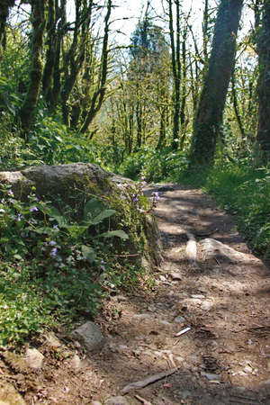 Path through Dead boxwood forest in the mountains of Georgiaの写真素材