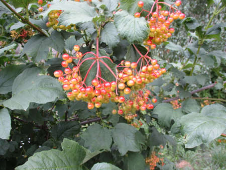 The snowball tree has not yet ripened berriesの写真素材