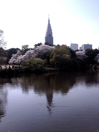 One sunny hanami dayの素材