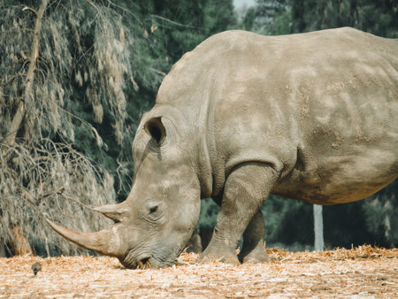 A sweet rhino grazing a dry grass.の写真素材