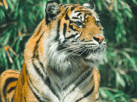 Tiger in Philly 3 :)の写真素材