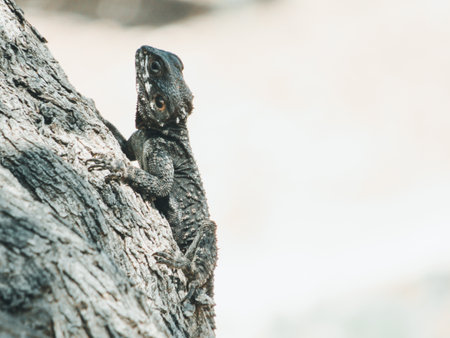 A lizard in the Ruins of Beit Shean Israel.の写真素材