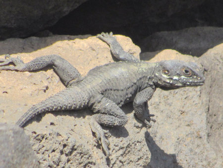 A lizard cautiously looking at me in ancient ruins.の写真素材