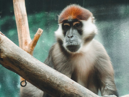 A rare monkey at the Philadelphia zoo.