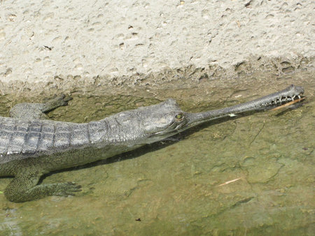 Indian crocodile in the water, close-up of a crocodile