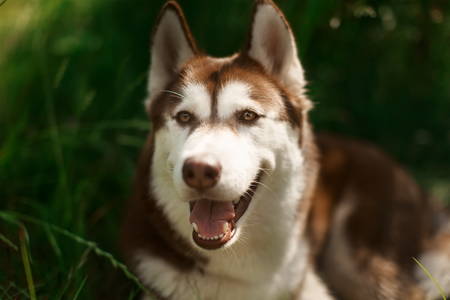 Portrait of heavy breathing Siberian husky dog. Brown fur and eyes. Cute domestic breed, good for family and kidsの写真素材