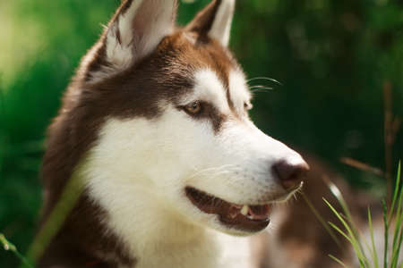 Portrait of heavy breathing Siberian husky dog. Brown fur and eyes. Cute domestic breed, good for...