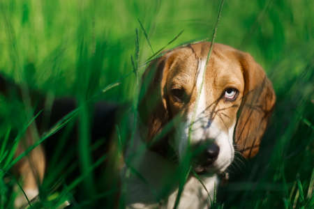 Portrait unique Beagle dog. Brown and blue eyes. Cute domestic breed, good for family and kidsの写真素材