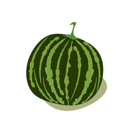 Watermelon vector illustration in flat design isolated on white background.のイラスト素材