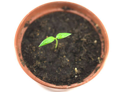 New born sprout in the pot over white