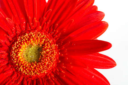 Red beautiful gerbera flower isolated over whiteの写真素材