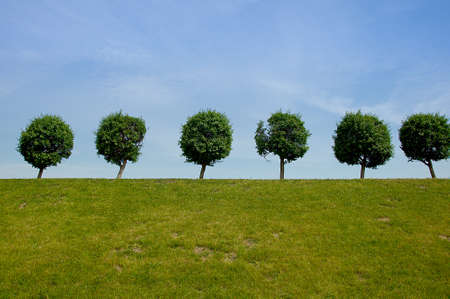 Landscape with trees and sky in the summerの写真素材