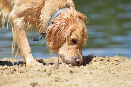 golden retriver on the beach playing with a stickの写真素材