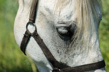 beautiful eyes strong white horseの写真素材