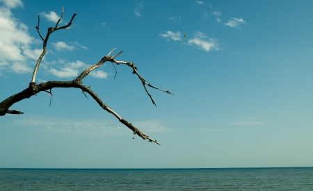 withered branch, blue sea and blue skyの写真素材