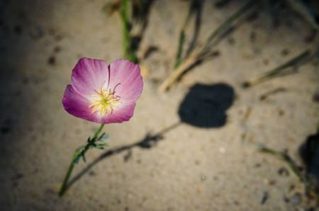 litell white flower macroの写真素材