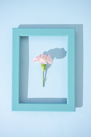 Simple minimal concept. Beautiful carnation flower of bright pink color in a light blue photo frame...