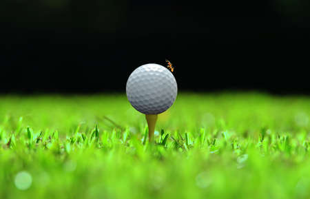 Golf ball and red ant on it.の写真素材