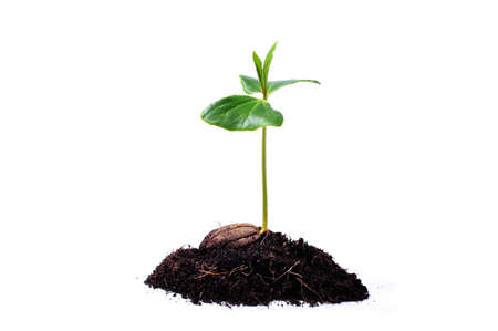 Green sprout growing from seed.