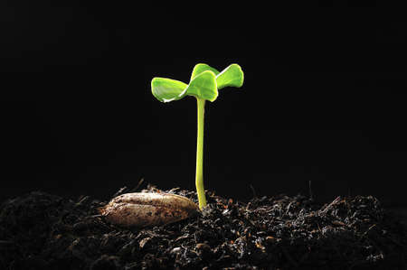 Green sprout growing from seed