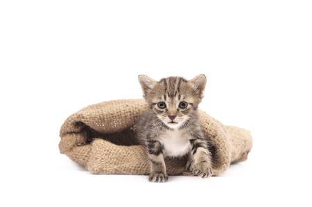 cute kitten in burlap sack on white backgroundの写真素材