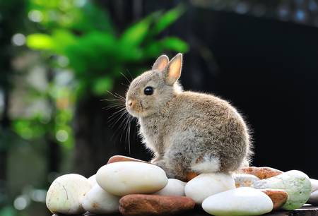 Adorable rabbit in the gardenの写真素材