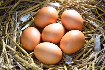 Eggs in the hay nest