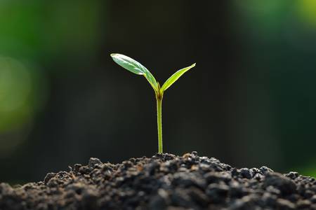 young plant new lifeの写真素材