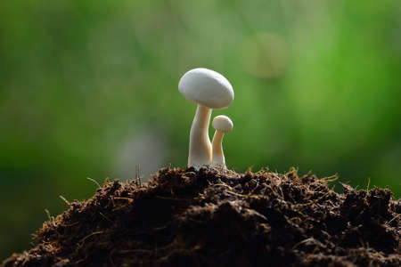 White mushrooms in the morning lightの写真素材