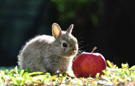 Rabbit bunny and apple in the gardenの写真素材