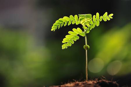 Young plant new lifeの写真素材