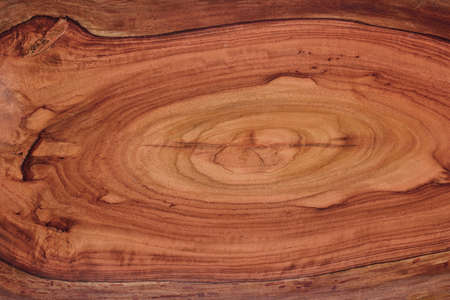 	Wood texture of cut tree trunkの写真素材