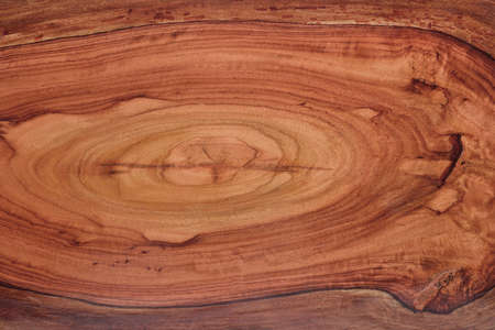 	Wood texture of cut tree trunkの写真素材