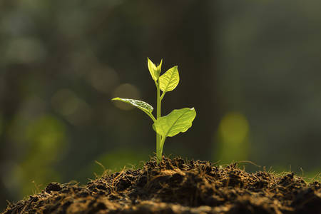 Young plant in the morning lightの写真素材