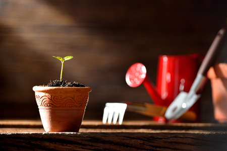 Young plant and gardening tools on old wooden backgroundの写真素材