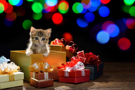 Funny kitten coming out of a gift box  with bokeh background of chrismas lightsの写真素材