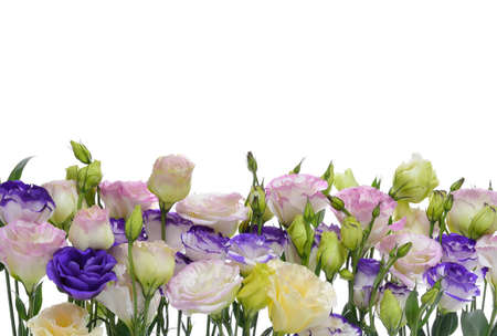 Colorful lisianthus or eustoma flowers on white backgroundの写真素材