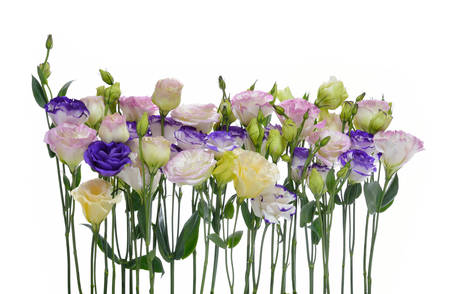 Colorful lisianthus or eustoma flowers on white backgroundの写真素材