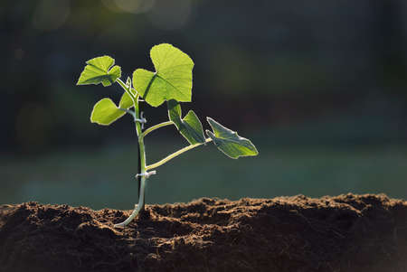 Young plant in the morning lightの写真素材