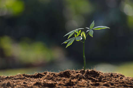 Young plant in the morning light