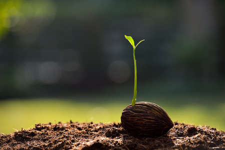 Green sprout growing from seedの写真素材