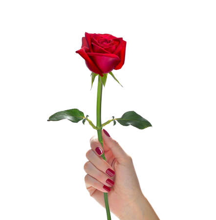 Hand holding beautiful red rose flower isolated on whiteの写真素材