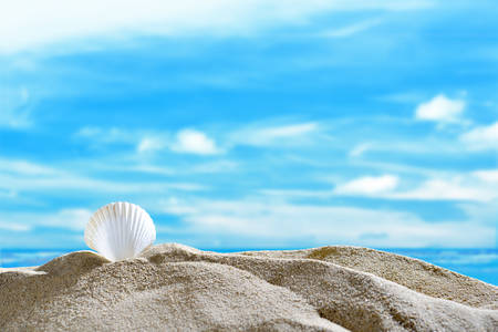 Seashell on the sandy beach in summer with blue sea and sky travel icon