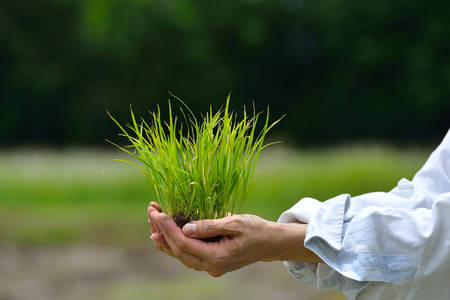 Farmer hands holding rice sprout on field backgroundの写真素材