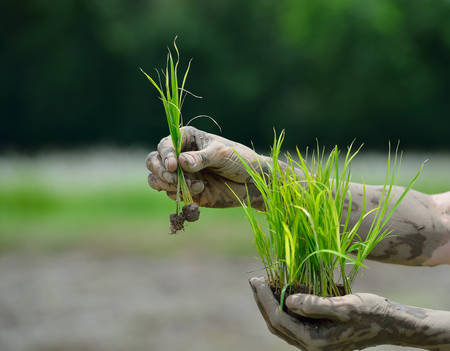 Farmer hands holding rice sprouts to be planted in rice paddyの写真素材