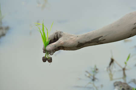 Farmer hands holding rice sprouts to be planted in rice paddyの写真素材