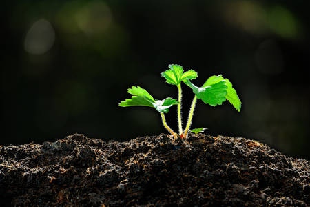 Young plant in the morning light  Strawberry plantの写真素材